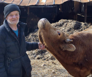 Rolnik z Podlasia bronił swojego bydła. Gdyby nie brat, to by mnie tam zatłukli