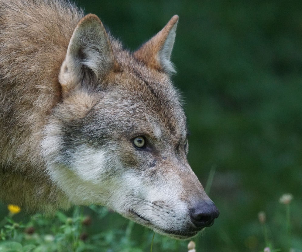 Łódzkie. Mieszkańcy Piątku są przekonani, że widzieli wilki