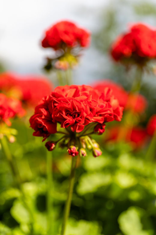 Pelargonia Calliope