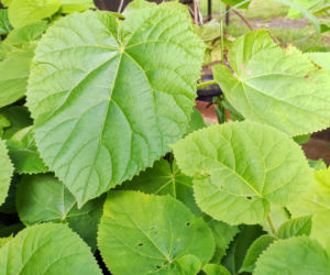 Paulownia