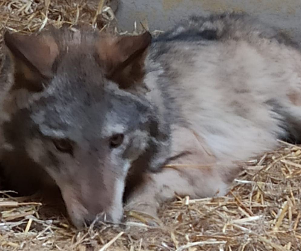Wilk Aureliusz - nowy mieszkaniec poznańskiego Zoo