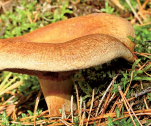 Krowiak podwinięty