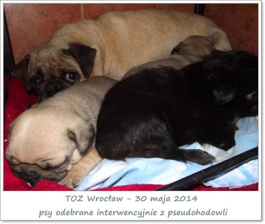 Interwencja inspektorów TOZ w Jabłowie
