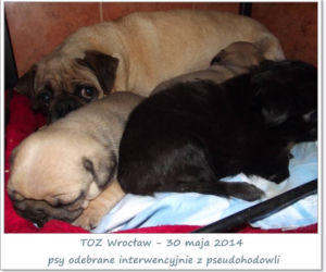 Interwencja inspektorów TOZ w Jabłowie