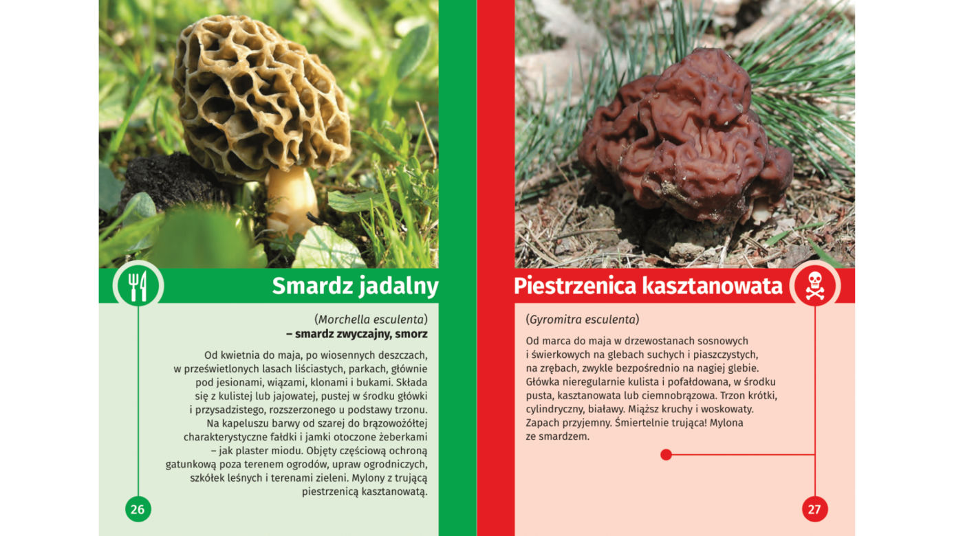 Trujące grzyby