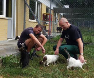 Więźniowie zajmują się zwierzętami w schronisku