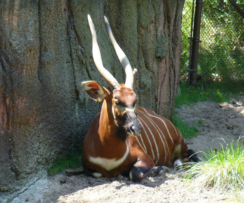 Antylopa bongo