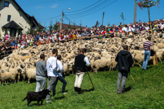 Tradycyjny góralski redyk. Sprawdź terminarz na 2026 rok