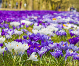 Wiosenna przemiana Jasnych Błoni