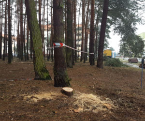 Na osiedlu Rejtana w Lesznie znów wycinane są drzewa. Będa też gdzie indziej