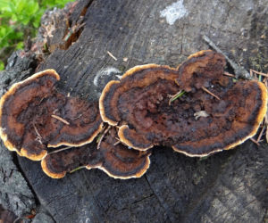 Niszczyca płotowa (Gloeophyllum sepiarium)