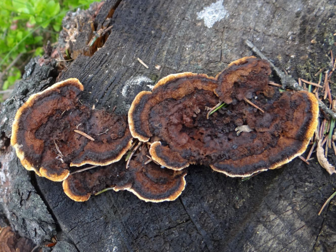 Niszczyca płotowa (Gloeophyllum sepiarium)
