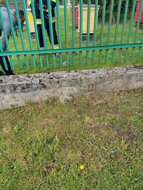Witowice Dolne. Trzy małe sowy wypadły z gniazda. Uratowali je strażacy