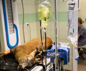 Weterynarze z Przemyśla leczą chorego koziołka