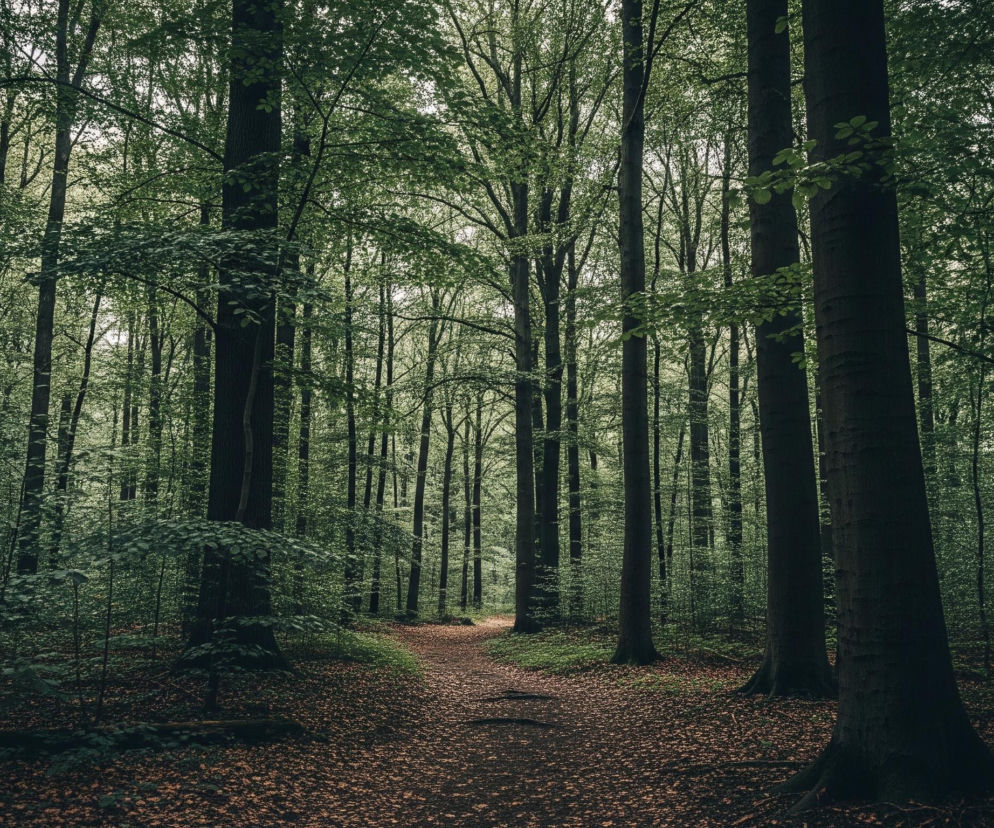 Wąska, lekko kręta ścieżka pokryta brązowymi liśćmi prowadzi w głąb gęstego lasu, zajmując centralną część kadru. Po obu stronach ścieżki wznoszą się liczne wysokie drzewa o ciemnych pniach, a ich korony z jasnymi, zielonymi liśćmi tworzą naturalny baldachim, przez który miejscami przedziera się światło. Dolne partie lasu, szczególnie po prawej stronie, pozostają w cieniu, co nadaje scenie głębi i tajemniczości.