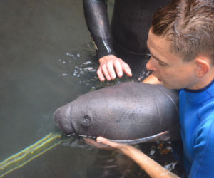 We wrocławskim zoo urodził się kolejny manat
