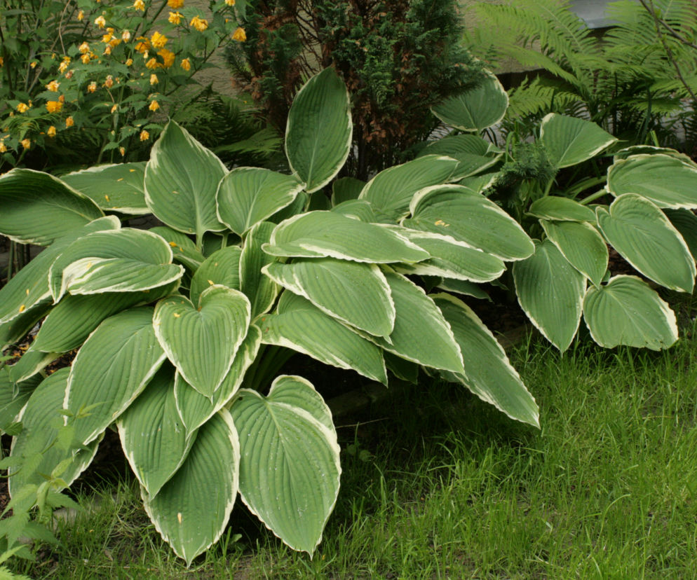 Funkia 'Frosted Jade'