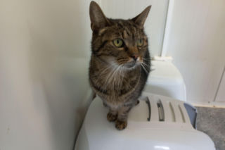 Mruczki w roli głównej. Dzień Kota w schronisku dla bezdomnych zwierząt w Henrykowie