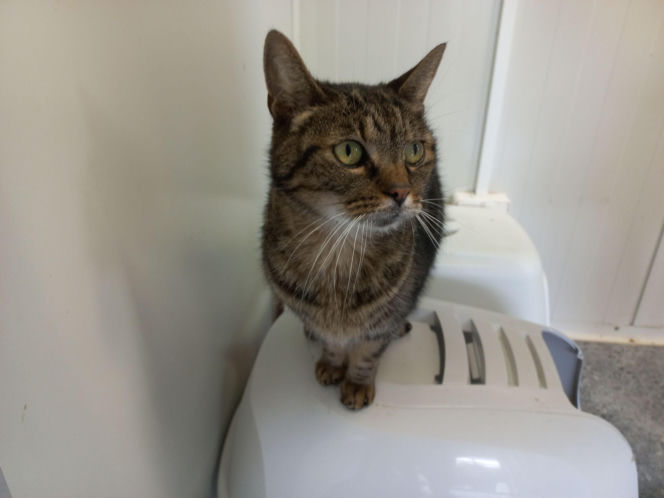 Mruczki w roli głównej. Dzień Kota w schronisku dla bezdomnych zwierząt w Henrykowie