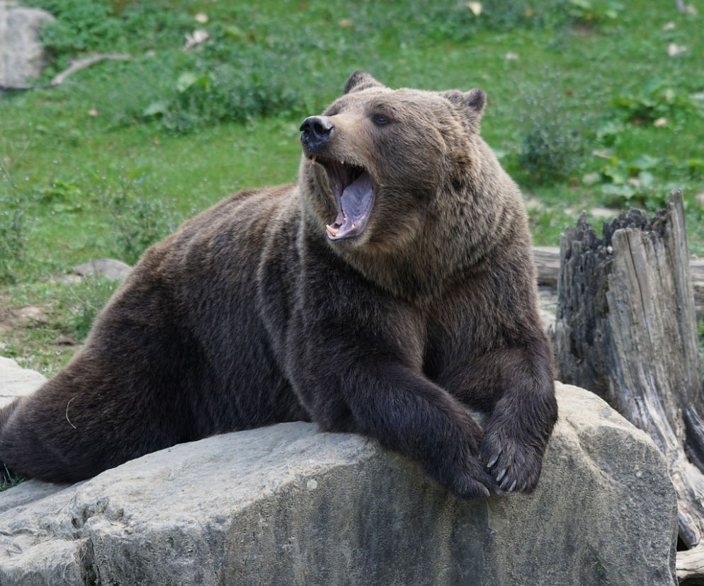 Młoda kobieta spadła na wybieg dla niedźwiedzi. Niebezpieczny wypadek w łódzkim Orientarium