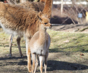Młodziutki samczyk wikuni