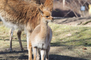 Młodziutki samczyk wikuni