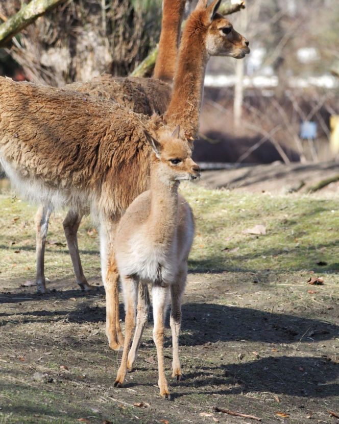 Młodziutki samczyk wikuni