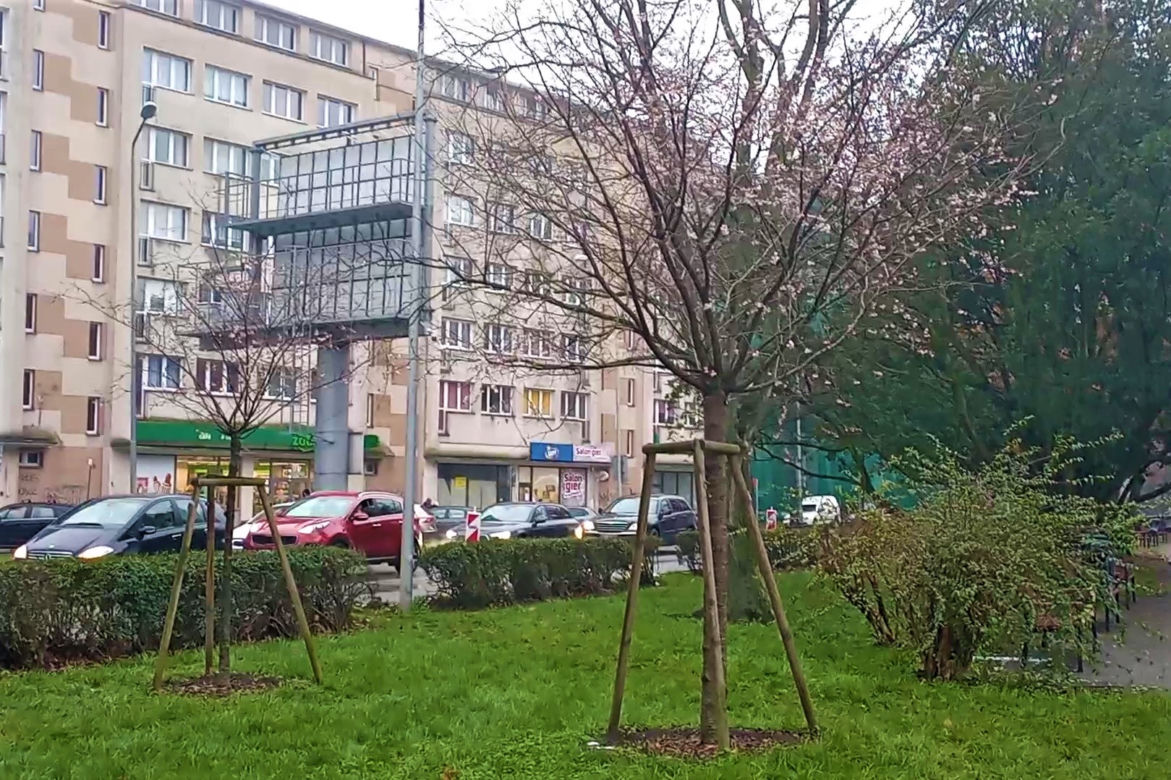 Atak wiosny w Szczecinie. Drzewa obsypały się kwiatami!