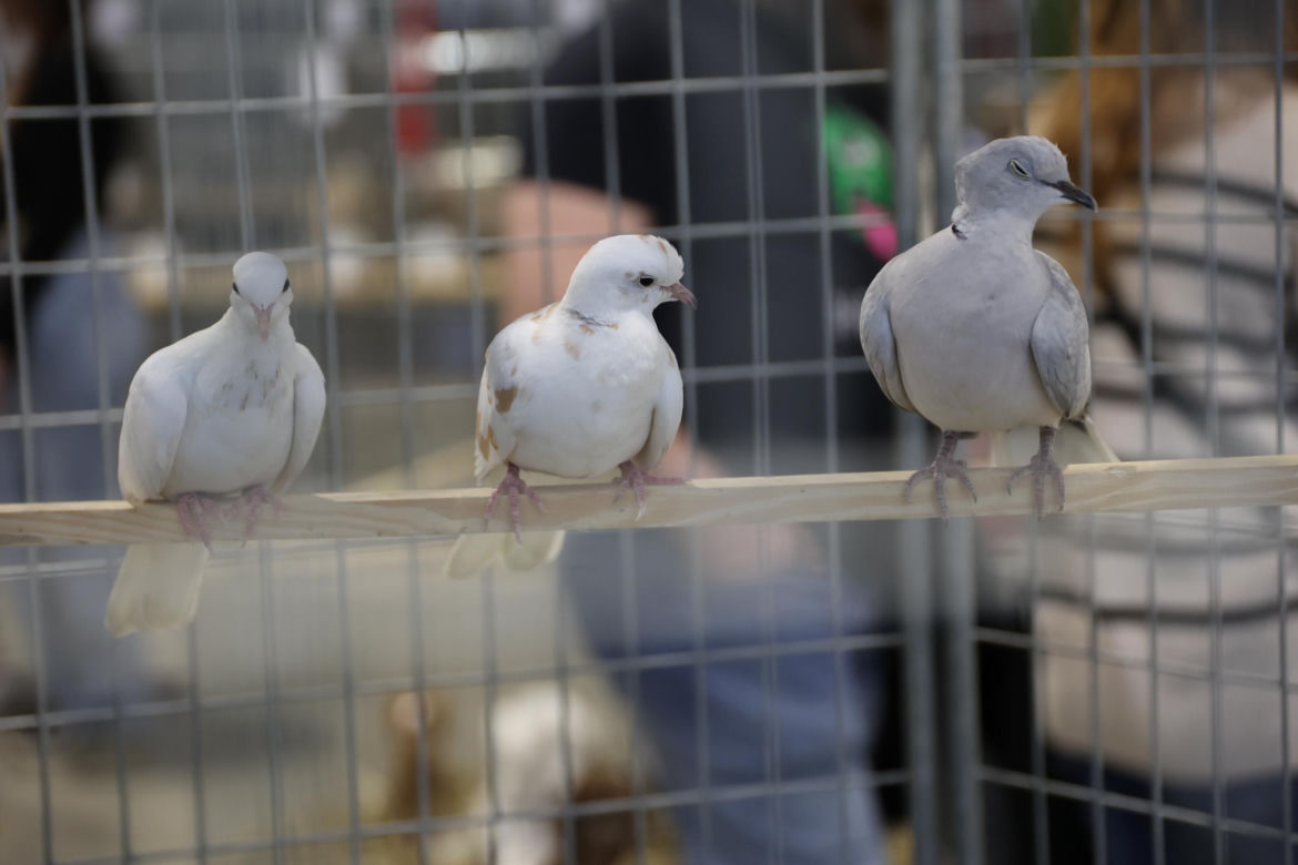 Zoopark 2024 w Lublinie. Można podziwiać wiele gatunków zwierząt