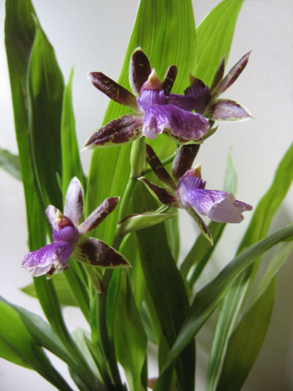 Storczyk Zygopetalum