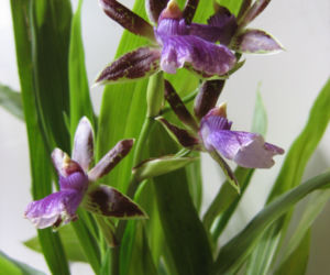 Storczyk Zygopetalum
