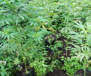 Plantacja konopi w wielkopolskim lesie