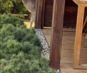 Szokujące nagranie z ogrodu Ewy Gawryluk! Takich gości się nie spodziewała