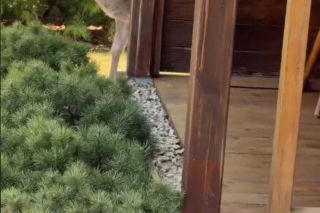 Szokujące nagranie z ogrodu Ewy Gawryluk! Takich gości się nie spodziewała