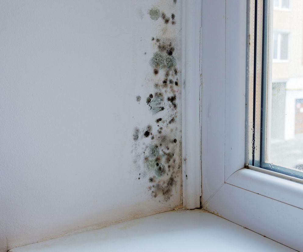 Jak usunąć pleśń ze ściany przy oknie?
