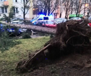 Dudley sieje zniszczenie w Warszawie. Powyrywane drzewa runęły na auta