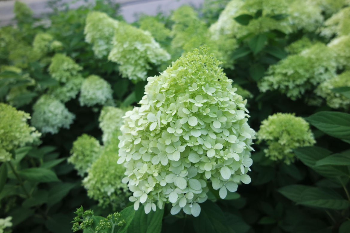Hortensja bukietowa - odmiany