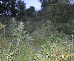 Plantacja konopi