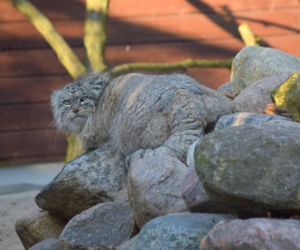Manul uciekł z zoo