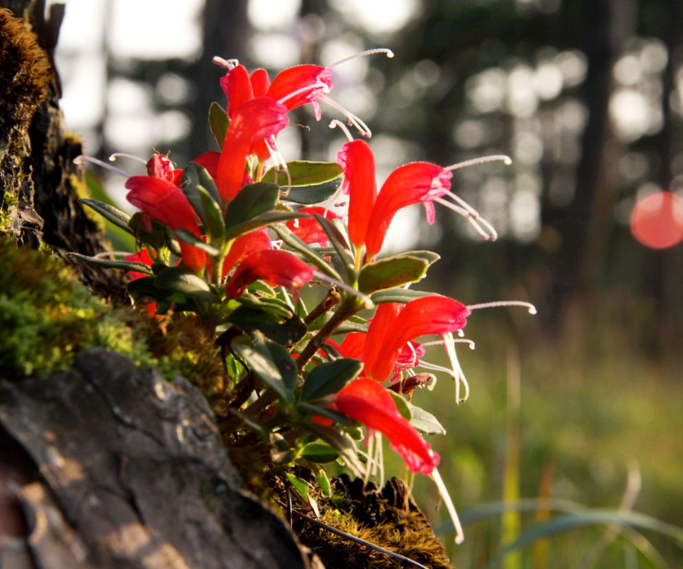Eszynantus (Aeschynanthus)