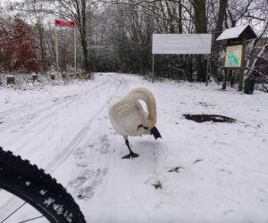 Łabędź spaceruje po Strzeszynie