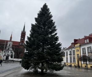 Wielki choinka stanęła na Rynku Kościuszki