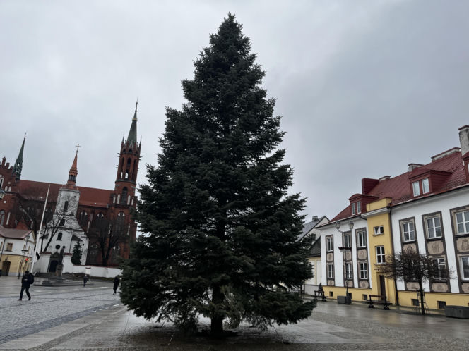 Wielki choinka stanęła na Rynku Kościuszki