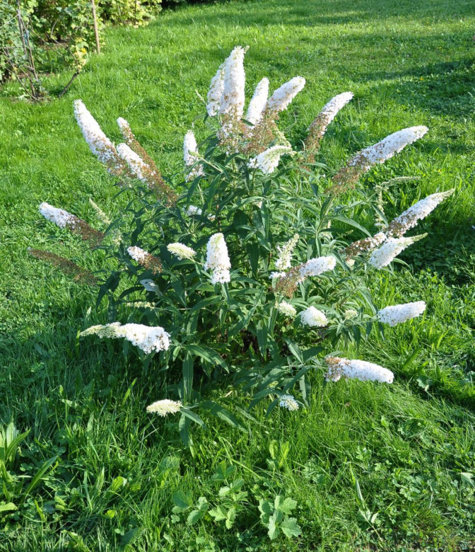 Budleja Dawida