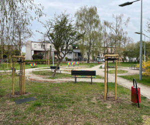 Więcej drzew w Lesznie