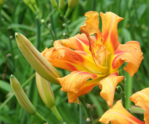 liliowce