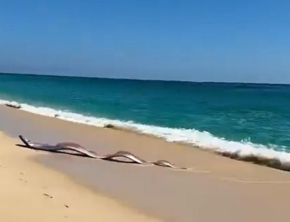 Gigantyczny wąż morski pojawił się na plaży w Cabo