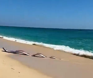Gigantyczny wąż morski pojawił się na plaży w Cabo