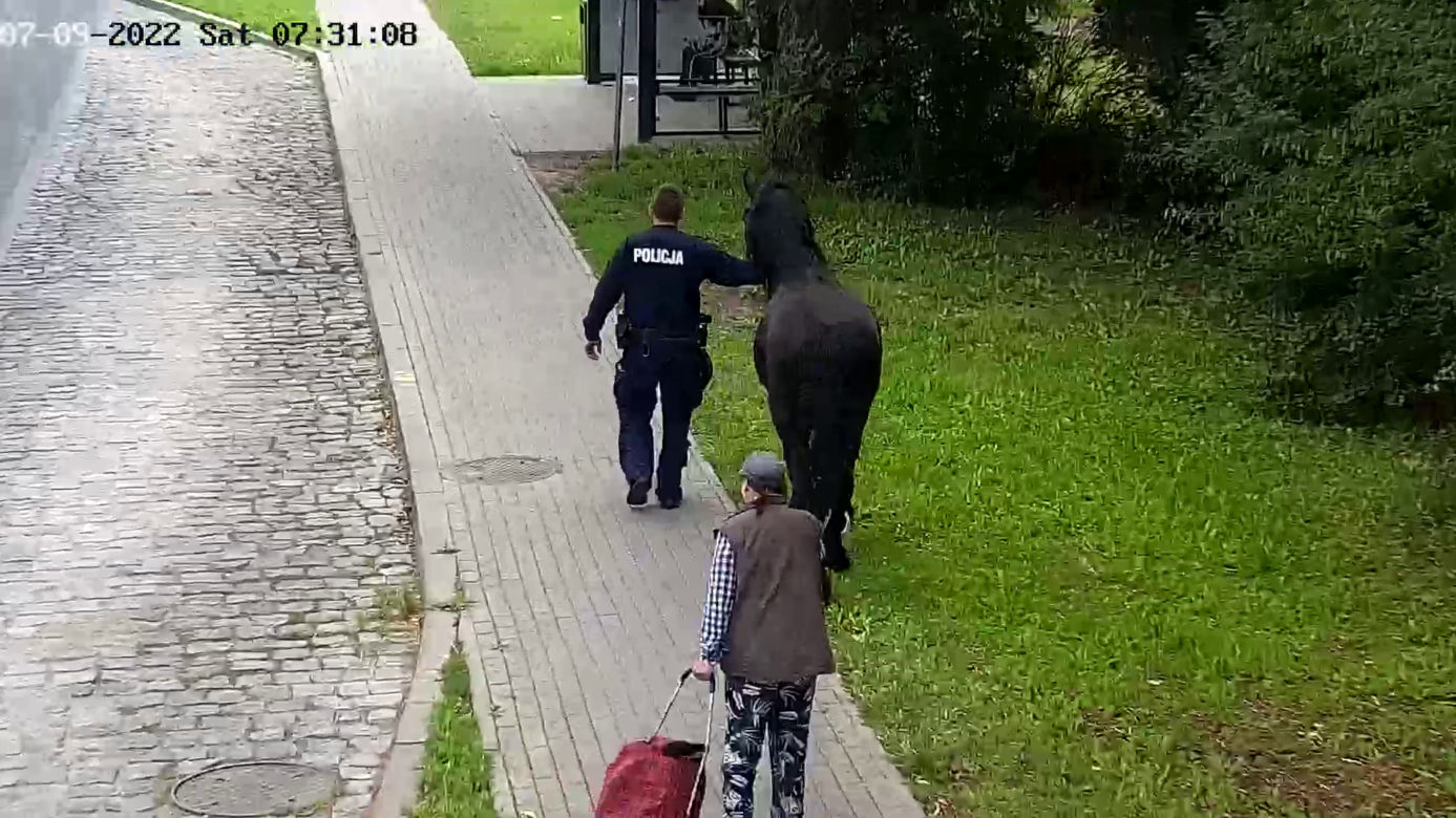 Konik na gigancie. Niecodzienna akcja w centrum Szczecinka