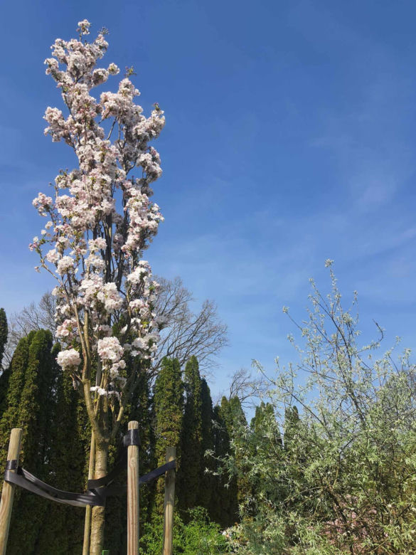 Kwitnące wiśnie i magnolie w Ogrodzie Botanicznym w Powsinie